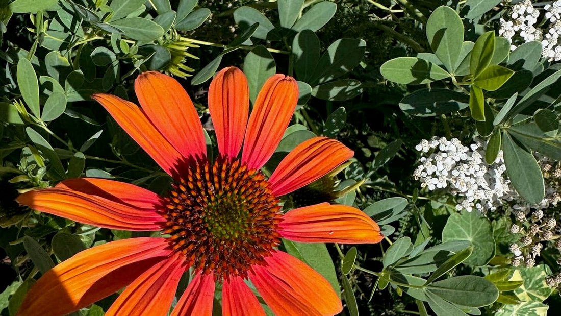 Let's Get Gardening!